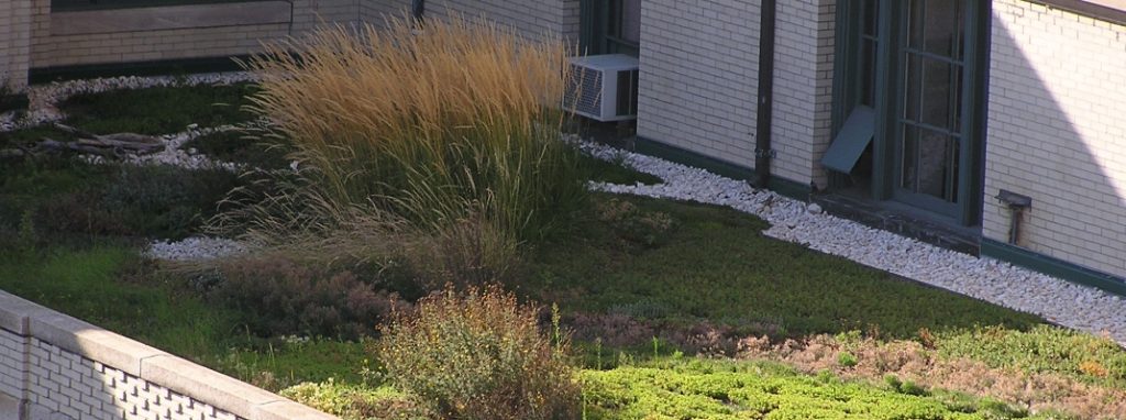 Biodiversity Green Roof